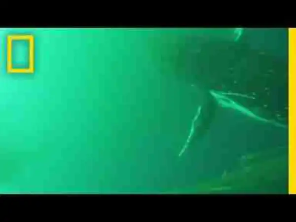 First-Ever Video Shows Whales Flapping Like Birds | National Geographic